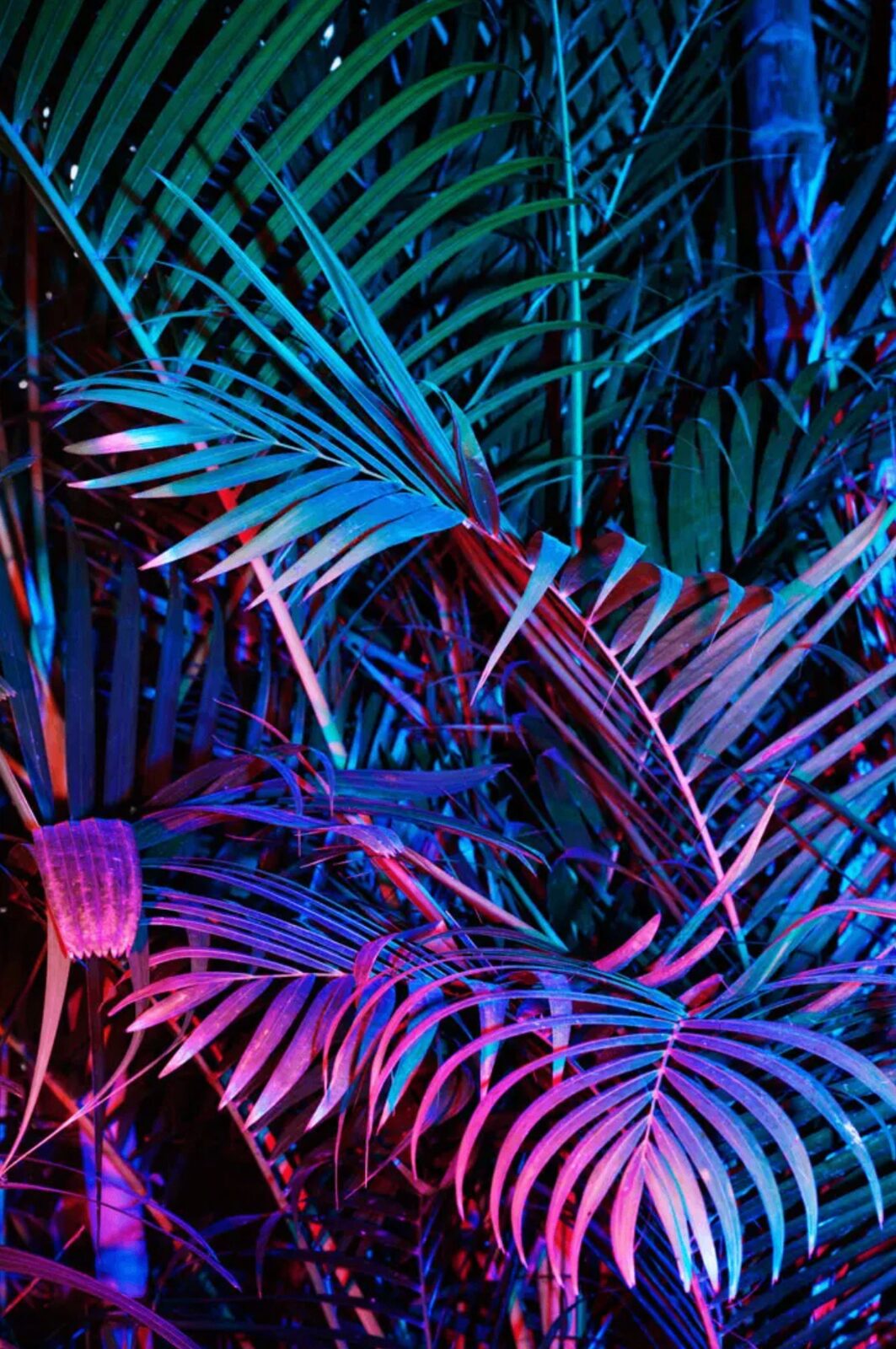 Neon-lit tropical foliage