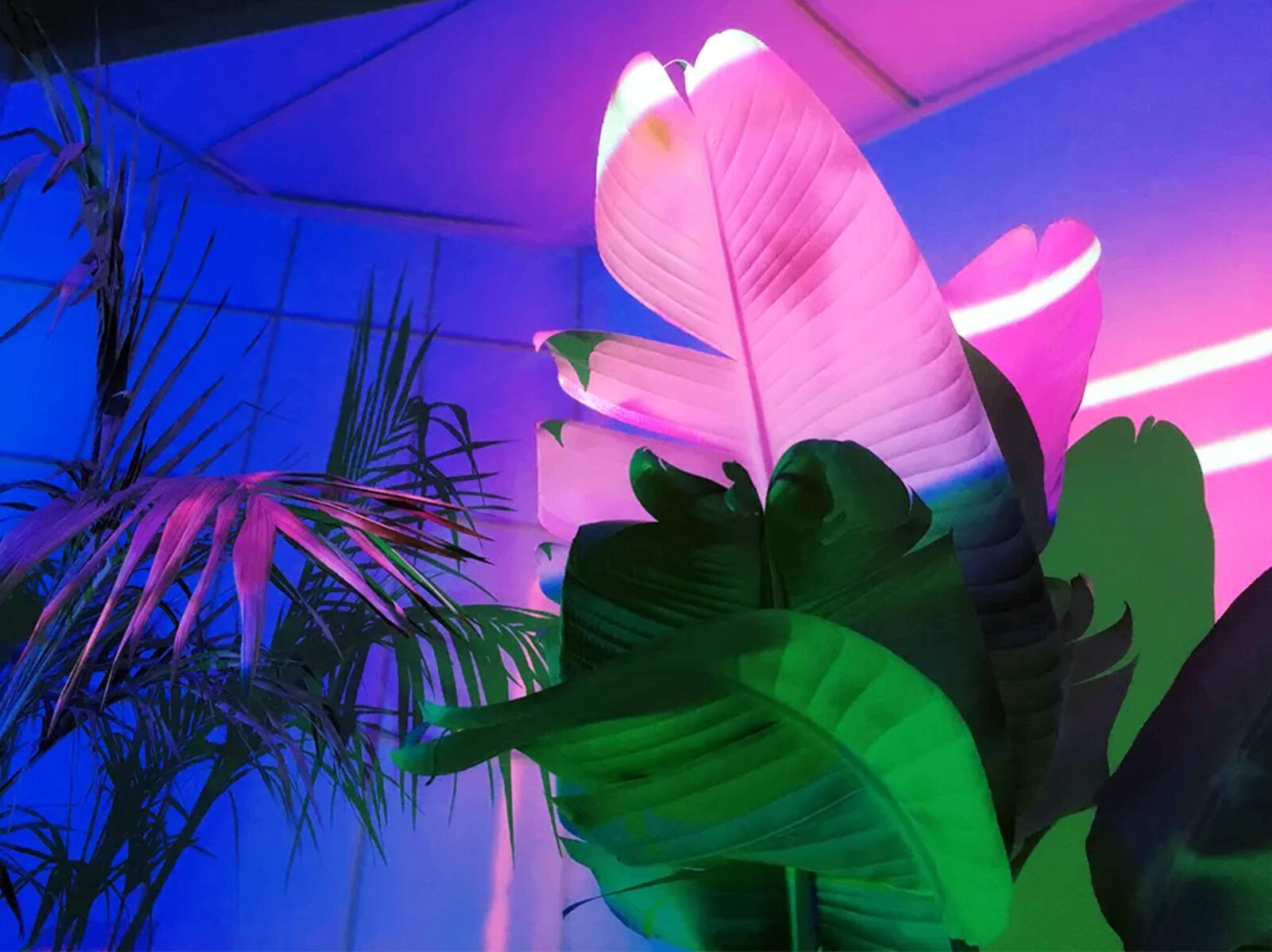 Banana leaves under pink and blue neon